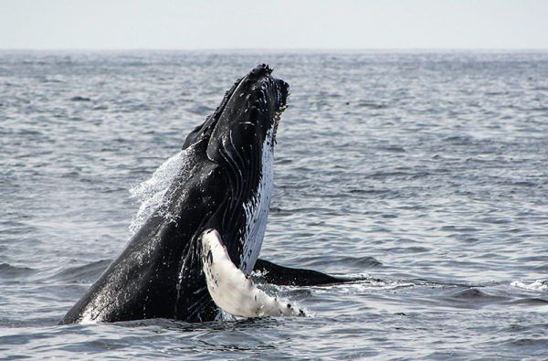 1600 tons daily raw material usage